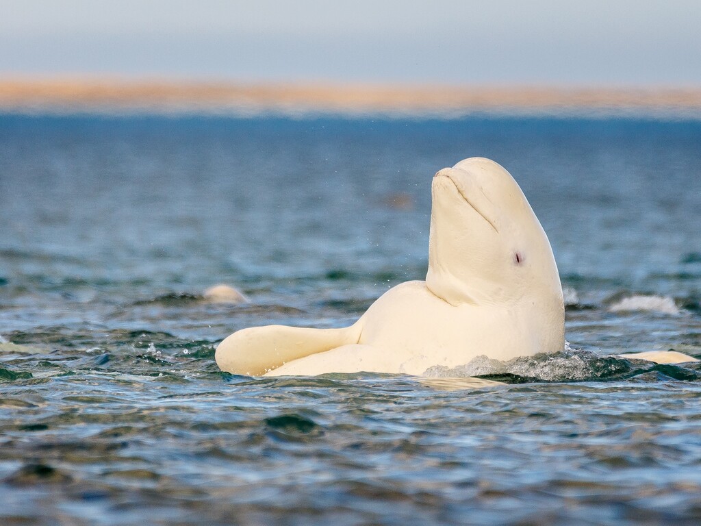 Wild Canada: Bears, Belugas and the Aurora Borealis